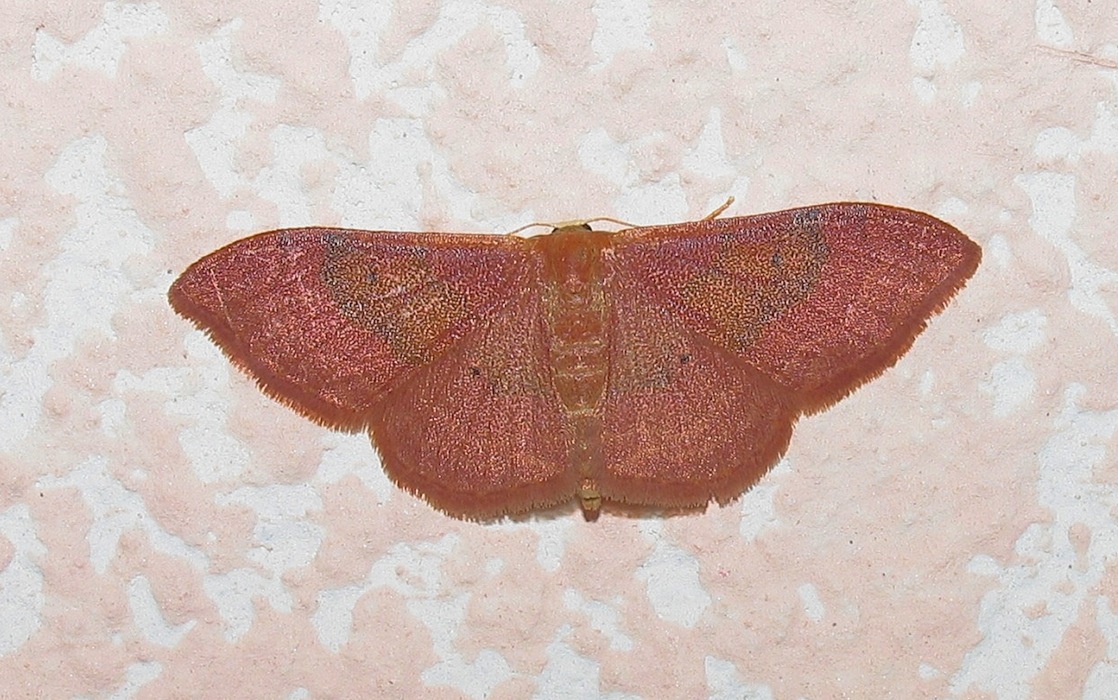 Identificazione falena 20